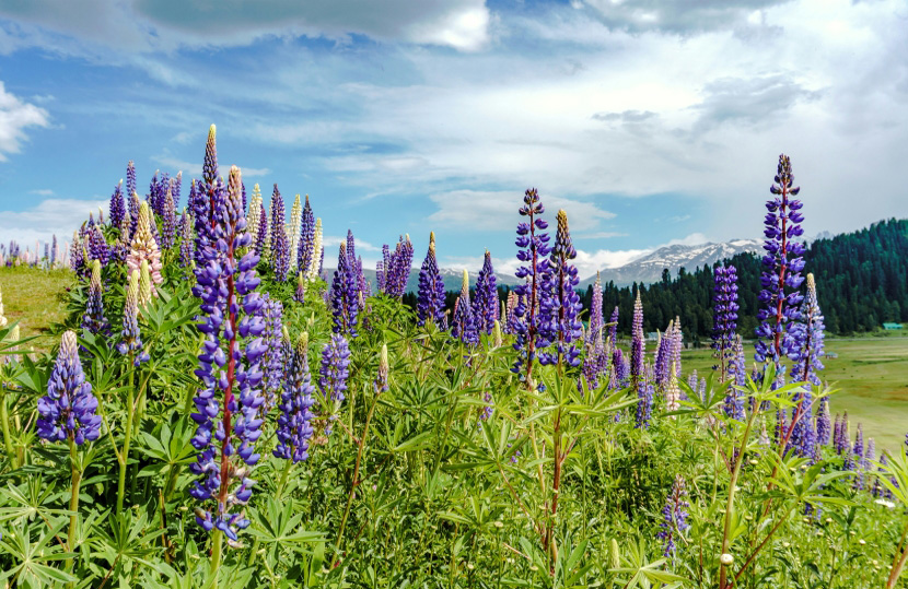 Wildflowers Bloom in Gulmarg