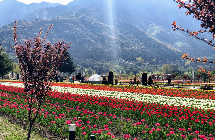 Tulip Garden in Srinagar
